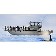 $65 for Whale-Watching Tour at a 'Best Spot in North America' ($105 Value)