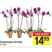 Phalaenopsis Orchids - $14.99