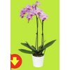Orchids  - $11.99 ($3.00 off)