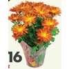 6" Potted Pelee Mum - 2/$16.00 ($2.00  off)