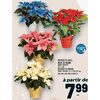 Blue, Pink, White or Red Poinsettia - $7.99